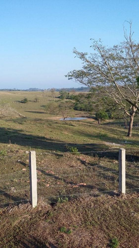 Imagem 7 de 27 de Excelente Sitio A Venda Em Pereiras - 531