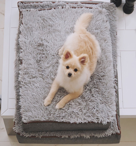 Imagen 2 de 6 de Cama Ortopédica Para Mascotas Perro Y Gatos Talla S