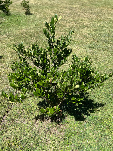 Planta Cerco Vivo Óleo Texano Verde Arbusto Plantación Envio