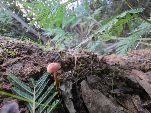 Parcelas, 25 Min De Concepción, Copiulemu, Florida, Fundo L