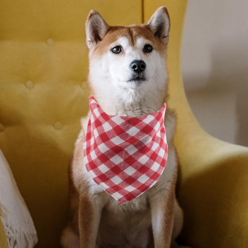 Bandana Para Perro, 2 Unidades: Pañuelos Para Cachorros, Buf