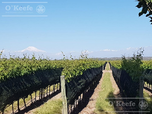 Finca De 23 Has En Venta En Mendoza - Viñedo Premium De Altura