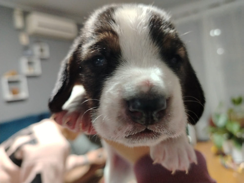 Cachorros Basset Hound