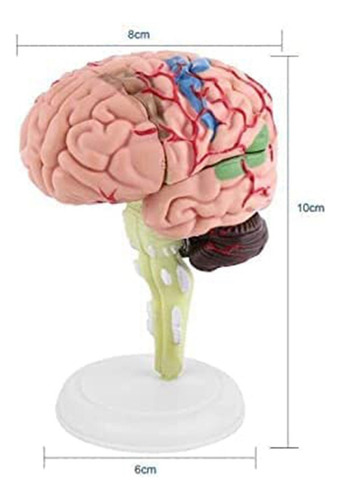 A A Enseñanza De Anatomía Estructural Del Modelo De Cerebro