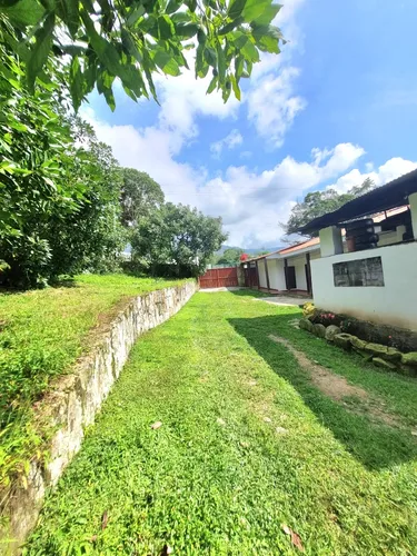 Excelente Finca Productora De Aguacate