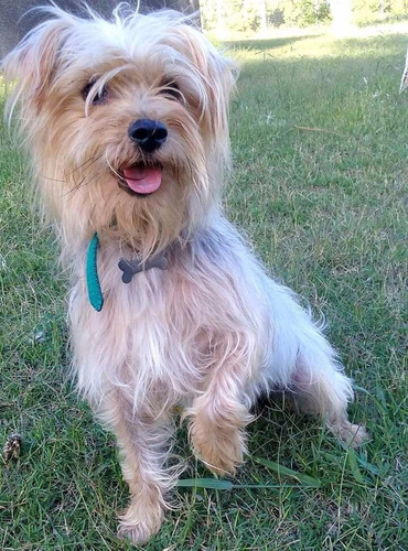 Yorkshire Terrier Para Monta