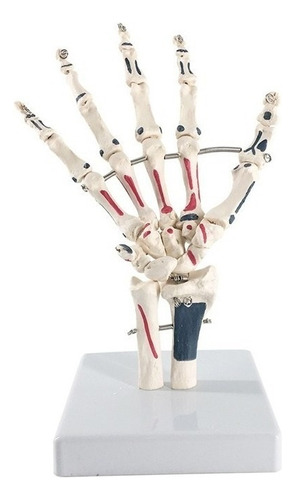 Modelo De Anatomía De La Articulación De La Mano Humana