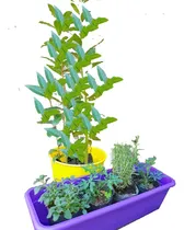 Comprar Combo Jardinera Y Maceta Redonda Con Hierbas Para Infusiones