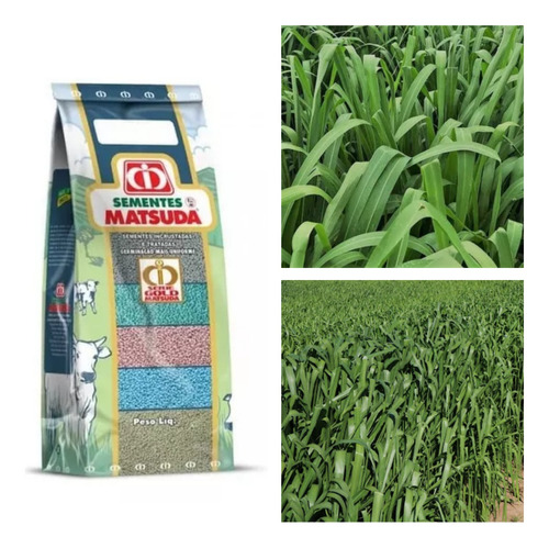 Hierba Miyagi (panicum Maximum), 1 kg, semillas incrustadas