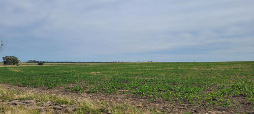Imagen 12 de 23 de Campo Agrícola En Gualeguaychú (camino De Rojas)