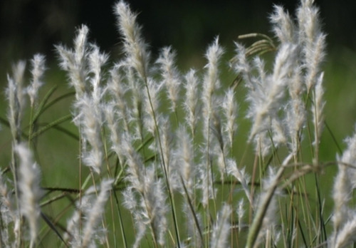 Bothriochloa Laguroides, Pasto Cola De Zorra, 30 Semillas,nv