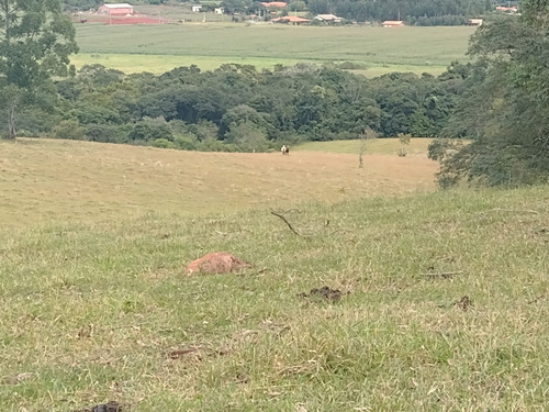 Imagem 5 de 30 de Chácara 4,5 Alqueires Casa Simples E Boa,poço Caipira Agua Cristalina,corrego No Fundo,fácil Acesso 800mts Do Asfalto,ótimo Pasto,27 Kms Itapetininga - Ch00081 - 69505662