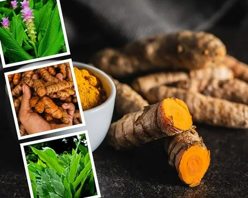 1 Libra De Raíces Frescas De Cúrcuma Rizomas De Cúrcuma Dora
