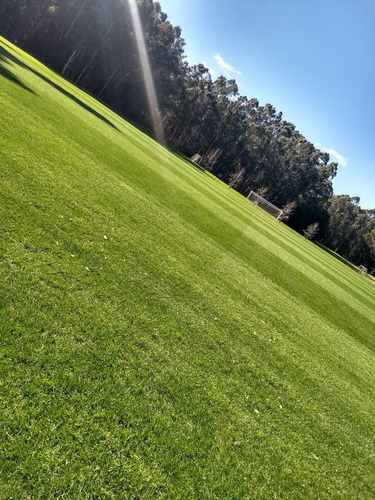 Semillas Césped 20 Kg Parque Jardín. Alto Transito