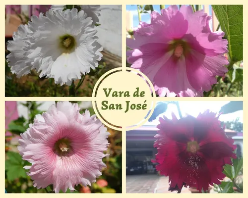 comprar Semillas Vara De San José Varios Colores - 50 Semillas