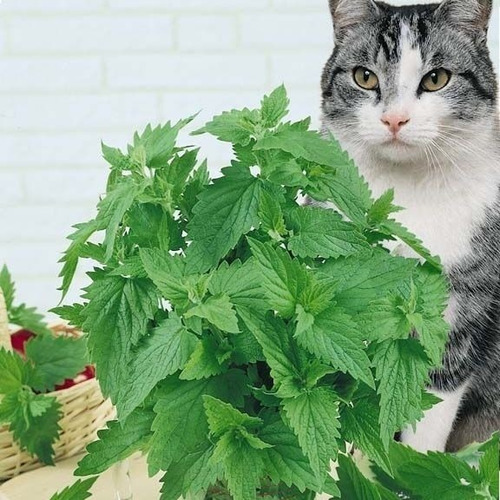 Semillas De Menta Gatera Gatos Catnip Nepeta Cataria  