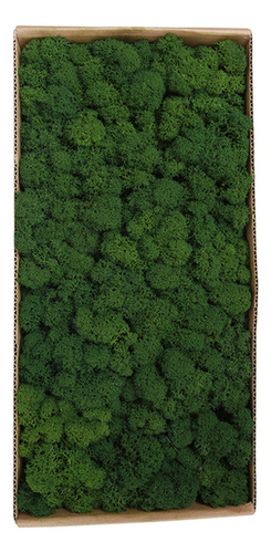 Widget Decoração De Parede Preservada Decoração Real Interna