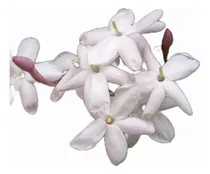 Comprar Jazmin Del Pais - Jazmin Officinal-