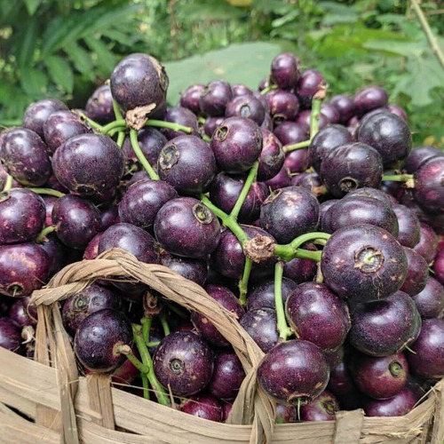 Gowak Syzygium Polycephallum, Frutal Exotico, Coleccionistas