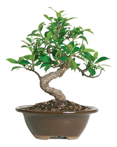 Brussels Bonsai, Bonsai De Ficus Golden Gate