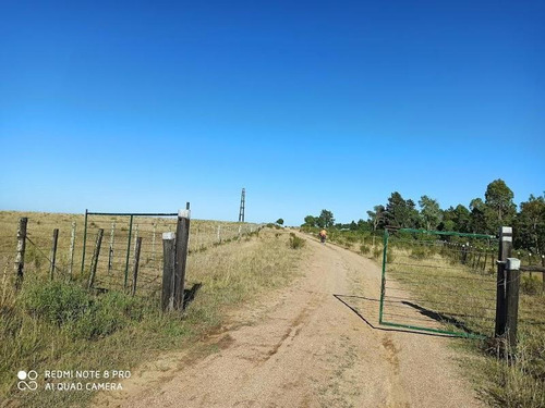 Se Venden 236 Hectáreas, Sobre Ruta 7, Entre Batlle Y Ordóñez Y Valentines. Campo De Sierra, Con Aptitud Ganadero Forestal.