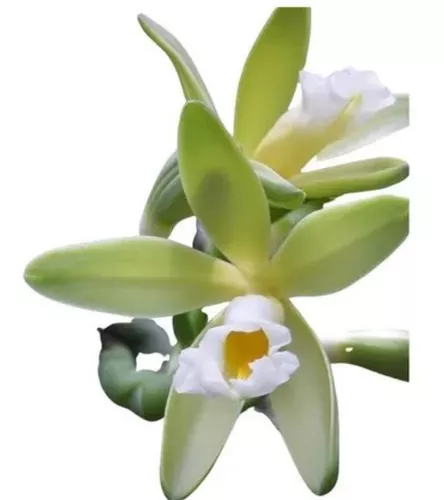 2 Mudas Da Baunilha + Adubo - Orquídeas 15 Cm A Cima - Escorrega o Preço