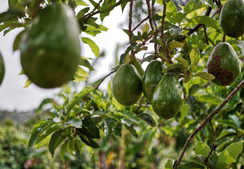 Aguacate Hass Por Kilo
