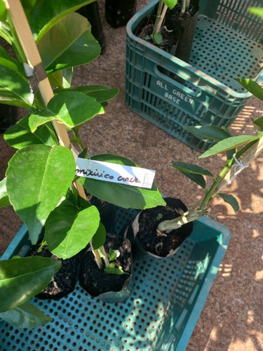 Imagem 3 de 5 de Mudas De Árvores Frutíferas