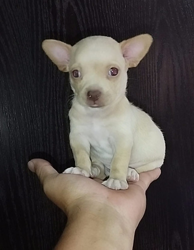 Chihuahua Mini Varios Colores (Usado)