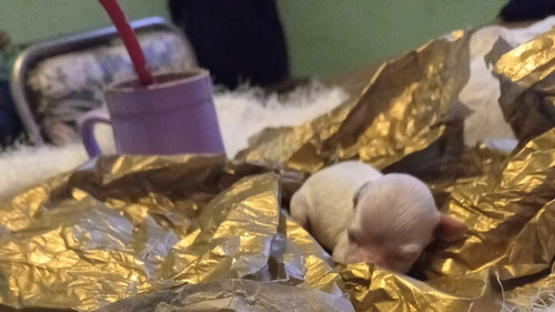 Caniche Micro Toy.mini Toy Blanco