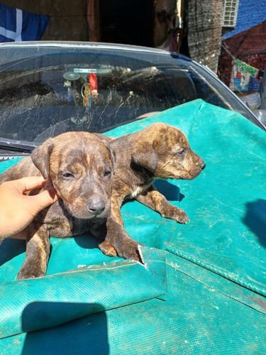 Cachorros Cimarrón 