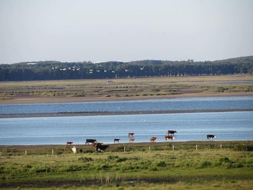 Imagen 5 de 30 de Gaia, Chacra Sobre Laguna José Ignacio