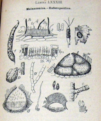 Enfermedades Parasitarias De Las Plantas Salvat 1919