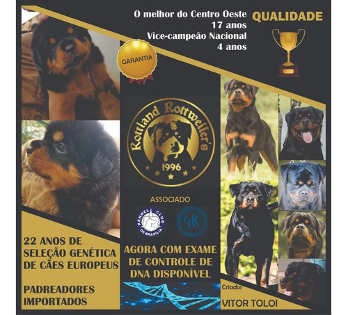 Rottweiler Canil N1 Df Filhotes Alto Padrão Entrega Imediata