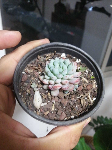 Echeveria Mínima Roja ( Suculenta ) Haworthia Mercado Envíos