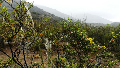 Lote Potrerillos
