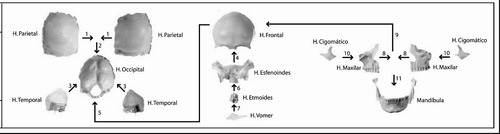 Cráneo Desarmable Medicina Anatomía Kinesiología Osteopatía