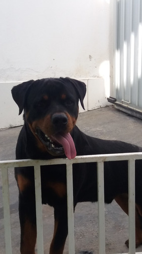 Filhote De Rottweiler
