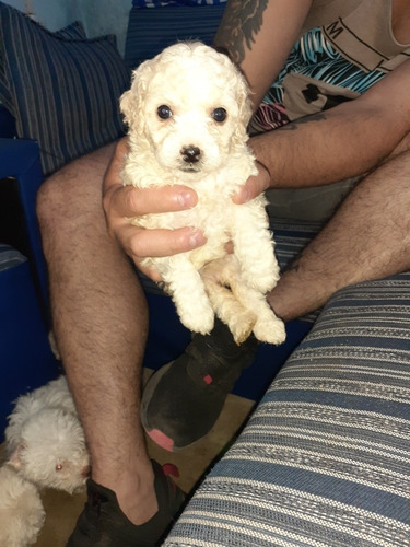 Imagen 4 de 9 de Caniches Cachorros