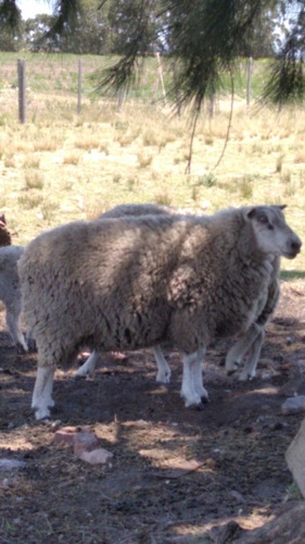 Vendo Texel Puro Carnero Y Ovega Cn Cordera