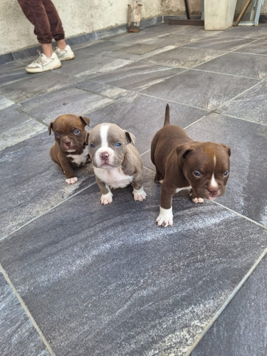 American Bully