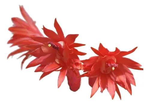 comprar Muda De Cacto Rabo De Macaco Hildewintera Colademononis