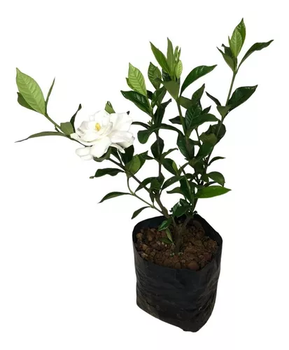 1 Muda De Jasmim Do Cabo - Gardenia Jasminoides - 30cm