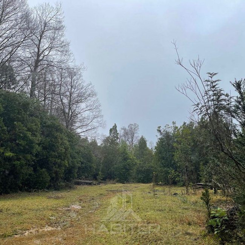 Campo De Bosque Nativo. Cercano A Parque Alerce Costero