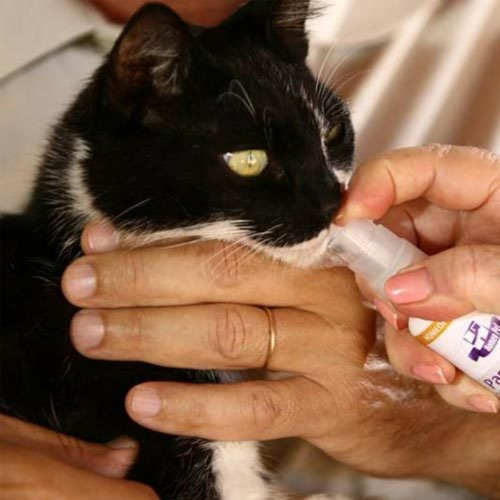 Kit 6 Pro Rim Trata Previne Problema Renal Urina Cães E Gato