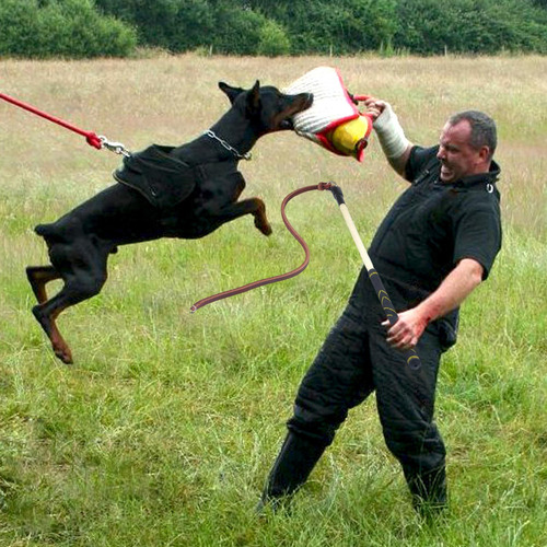 Ejercicio De Cinturón De Látigo De Entrenamiento De Perro