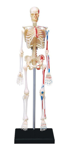 Juego Educativo Modelos De Visión 4d Kit De Anatomía Fr80jc