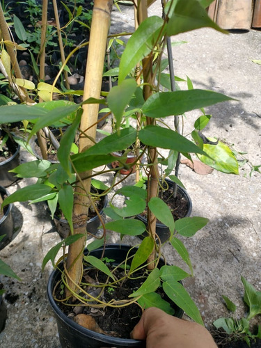 Enredadera Jade Rojo (macuna Bennettii)