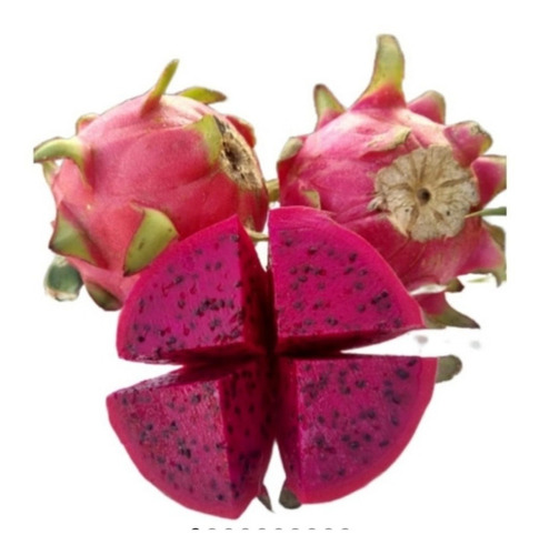 Kit 2 Mudas De Pitaya E 2 De Ora Pro Nobis