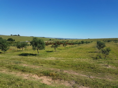 Venta De Chacra 46 Has Y Media Las Cañas Con Muy Buena Produccion De Olivos - Ref: 18579